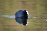 Coot