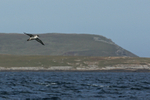 Great Shearwater portfolio