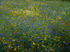 Wildflower_Meadow1