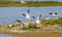 RSPB Minsmere 6May22-32
