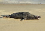 Atlantic Grey Seal