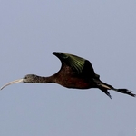 Glossy Ibis (Plegadis falcinellus)