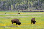 Early Summer Grazing