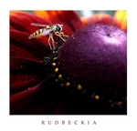 Rudbeckia hirta