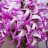 Monkey_Orchid (Orchis simia)