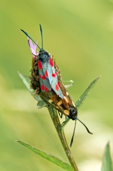 A pair of burnet moths