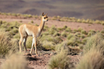 Side view of young Vicuna, Laguna Miscanti, Chile