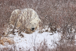Polar Bear sleeping in willow, Churchill, Canada