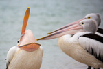 Pelican Yawn 1