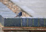 Black Redstart