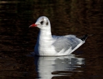Black-headed Gull