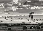 Rolls of Hay