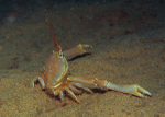 Corystes cassivelaunus male