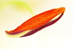 Lilly Stamen