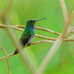 Charming Hummingbird (male), Costa Rica
