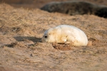 Atlantic Grey Seal