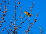 Greenfinch