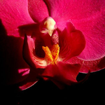 Pink Orchid