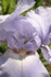 Iris 1008
