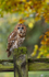 Tawny Owl