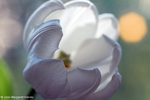 Flowers 17 - 27