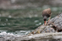 Blackish Oystercatcher (juvenile) foraging, Chanaral Island, Chile