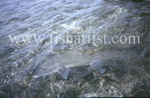 Camouflage Bonefish.