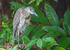 Juvenile Yellow Crowned Night Heron, Costa Rica