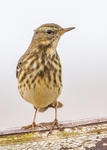 Rock Pipit 2