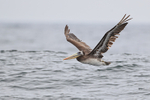 Peruvian Pelican flying wings up, Chanaral Island, Chile
