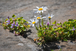 Flowers-ACP_3016