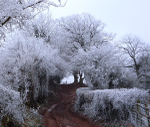 Hoare frost on New Years Day 2009.