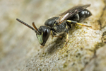 Hyaleus hyalinatus (m)
