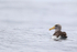 Salvin's Albatross (adult) swimming, Chile