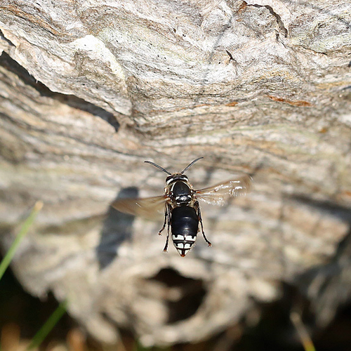 Hornet arriving @ home nest.