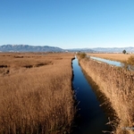 l'Encanyissada reedbeds