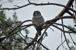 Northern Hawk Owl