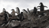 Chinstrap penguins, Half Moon Island