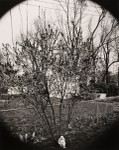 My Back Yard, Missouri, 1994