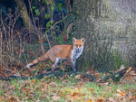 Red Fox
