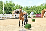 Trot Up 12pm to 1pm portfolio