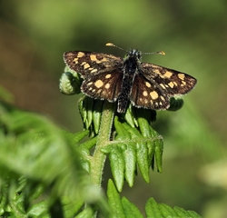 Chequered Skipper