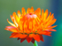 Straw Flower 2-2