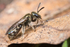 Lasioglossum smeathmanellum