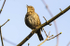 Songthrush
