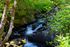 Crarae Burn - DSC_7663_00007