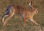 Brown Hare