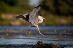 Grey Heron