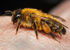 Andrena nigroaenea (f)