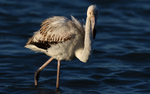 Jeune flamant